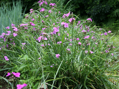 Tradescantia sp.