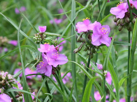 Tradescantia sp.