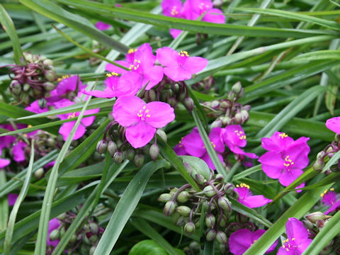 Tradescantia sp.