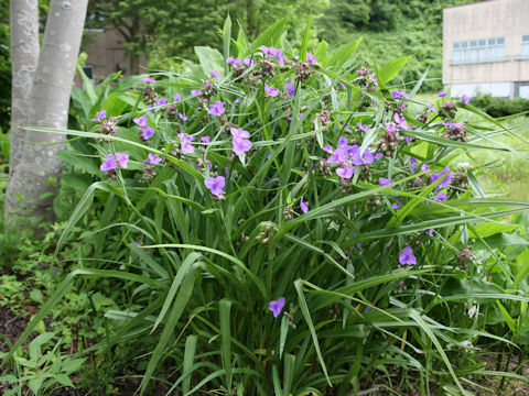 Tradescantia sp.