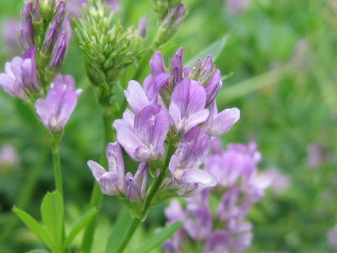 Medicago sativa