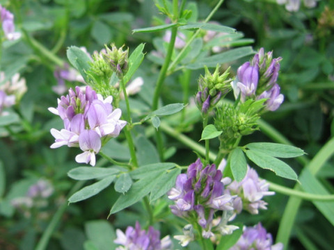 Medicago sativa