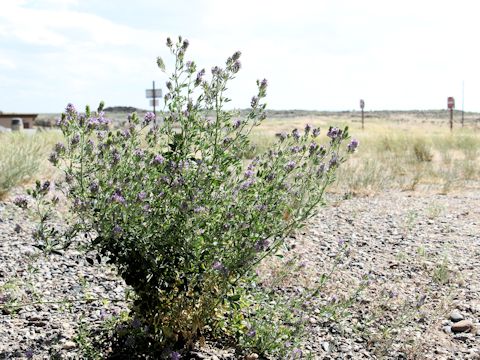 Medicago sativa