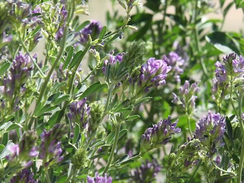 Medicago sativa