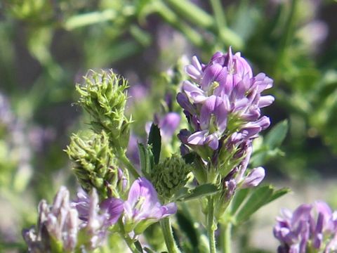 Medicago sativa