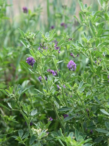 Medicago sativa