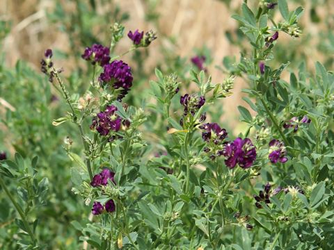 Medicago sativa