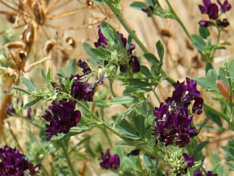 Medicago sativa