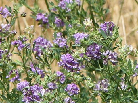 Medicago sativa