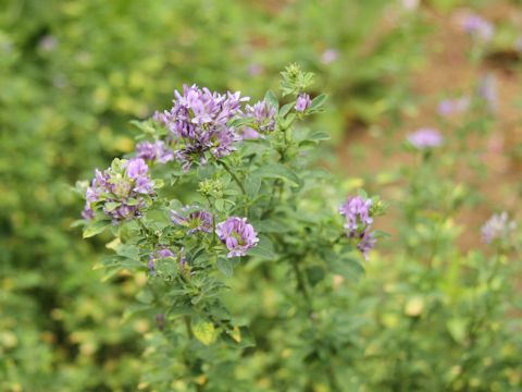 Medicago sativa