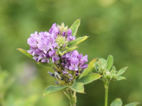 Medicago sativa