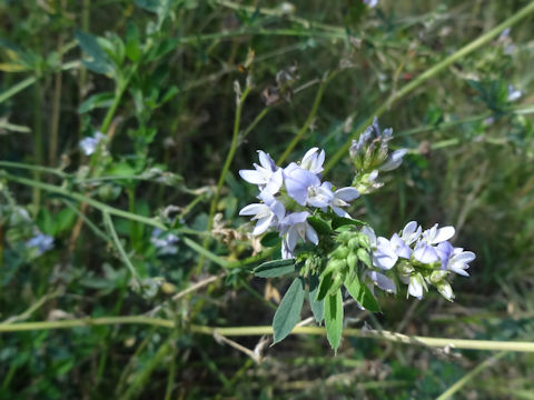 Medicago sativa