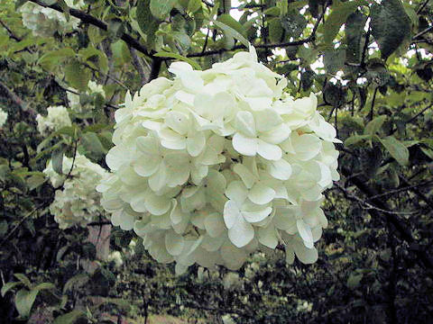 Viburnum macrocephalum