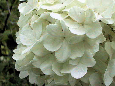 Viburnum macrocephalum