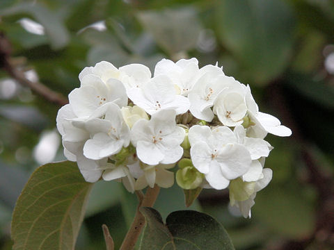 Viburnum macrocephalum