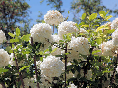 Viburnum macrocephalum