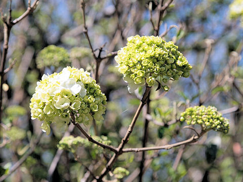 Viburnum macrocephalum