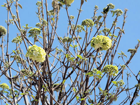 Viburnum macrocephalum