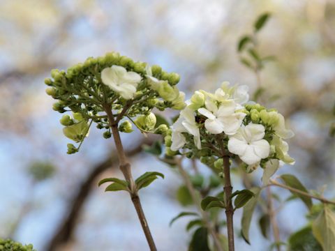 Viburnum macrocephalum