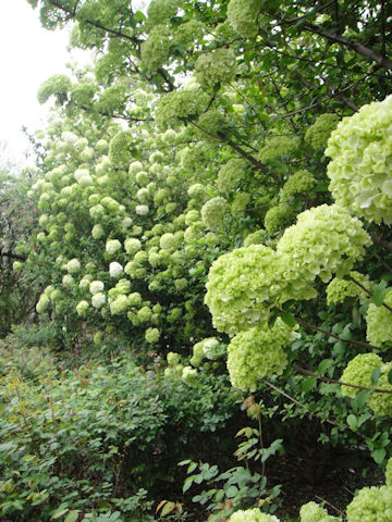 Viburnum macrocephalum