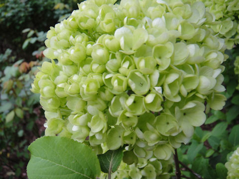 Viburnum macrocephalum