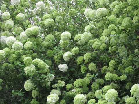 Viburnum macrocephalum