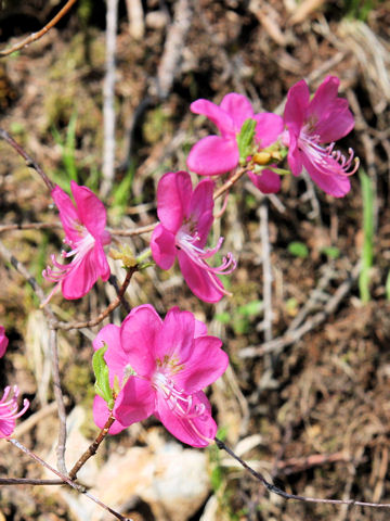 Rhododendron albrechtii