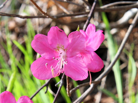 Rhododendron albrechtii