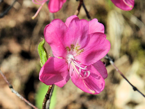 Rhododendron albrechtii