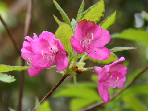 ムラサキヤシオツツジ (Rhododendron albrechtii)