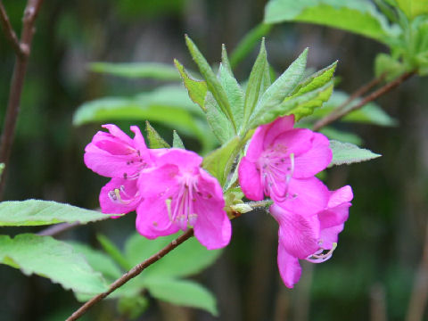 Rhododendron albrechtii