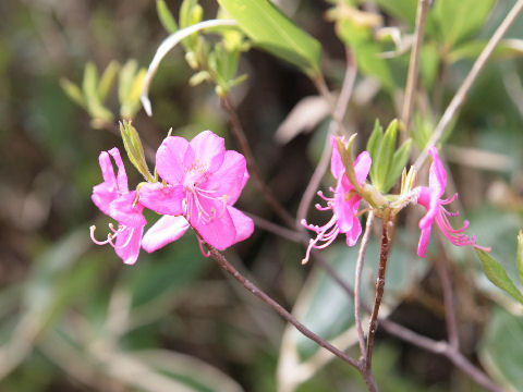 Rhododendron albrechtii