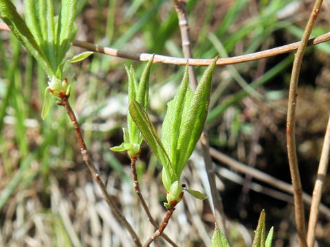 Rhododendron albrechtii