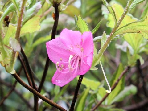 Rhododendron albrechtii