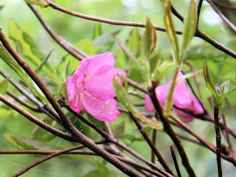 Rhododendron albrechtii