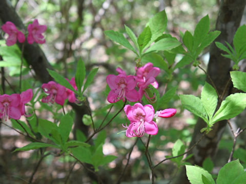 Rhododendron albrechtii