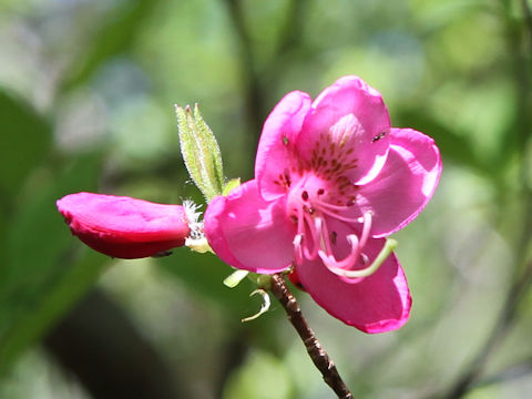 Rhododendron albrechtii