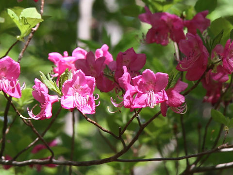 Rhododendron albrechtii