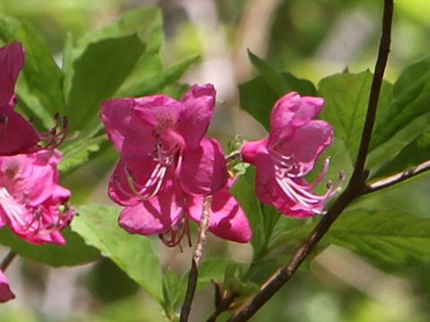 Rhododendron albrechtii