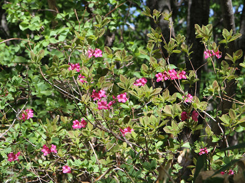 Rhododendron albrechtii