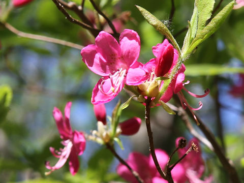 Rhododendron albrechtii