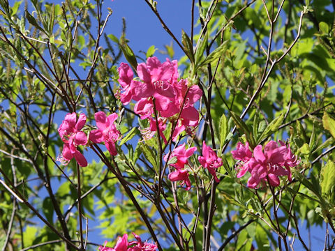 Rhododendron albrechtii