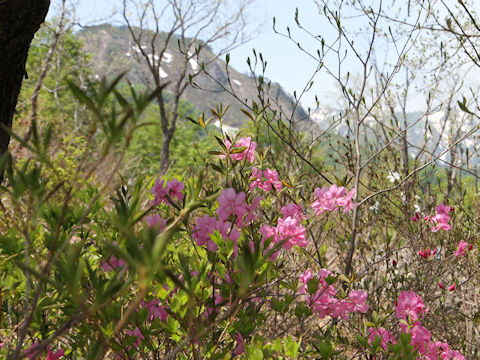 Rhododendron albrechtii