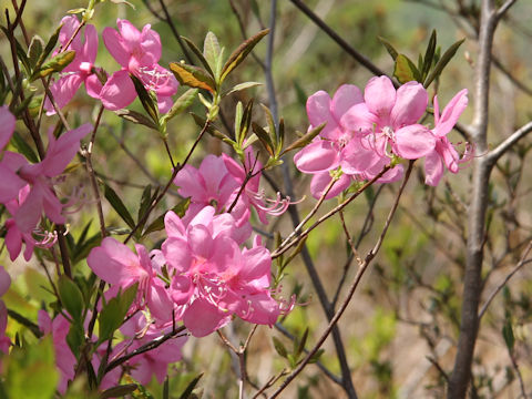 Rhododendron albrechtii