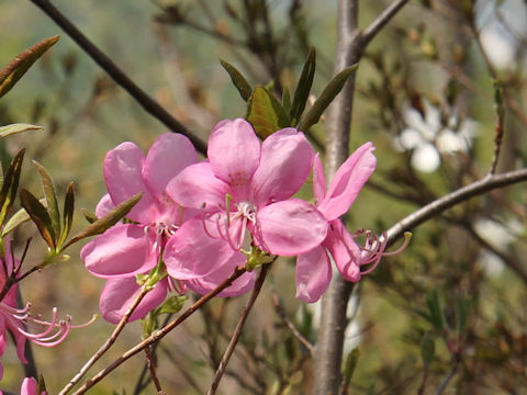 Rhododendron albrechtii