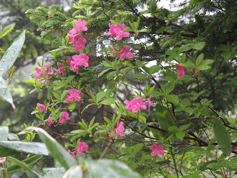 Rhododendron albrechtii