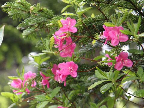 Rhododendron albrechtii