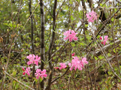 Rhododendron albrechtii