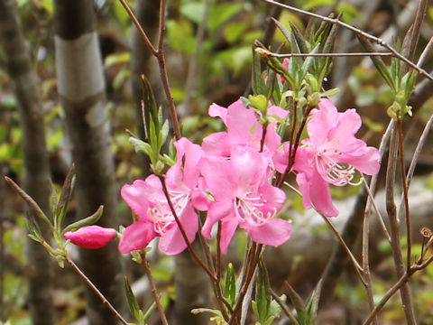 Rhododendron albrechtii