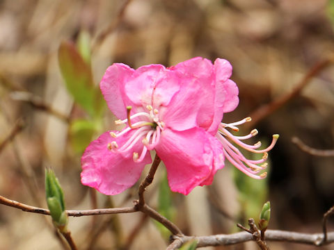 Rhododendron albrechtii